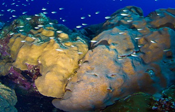 orbicella_favolata