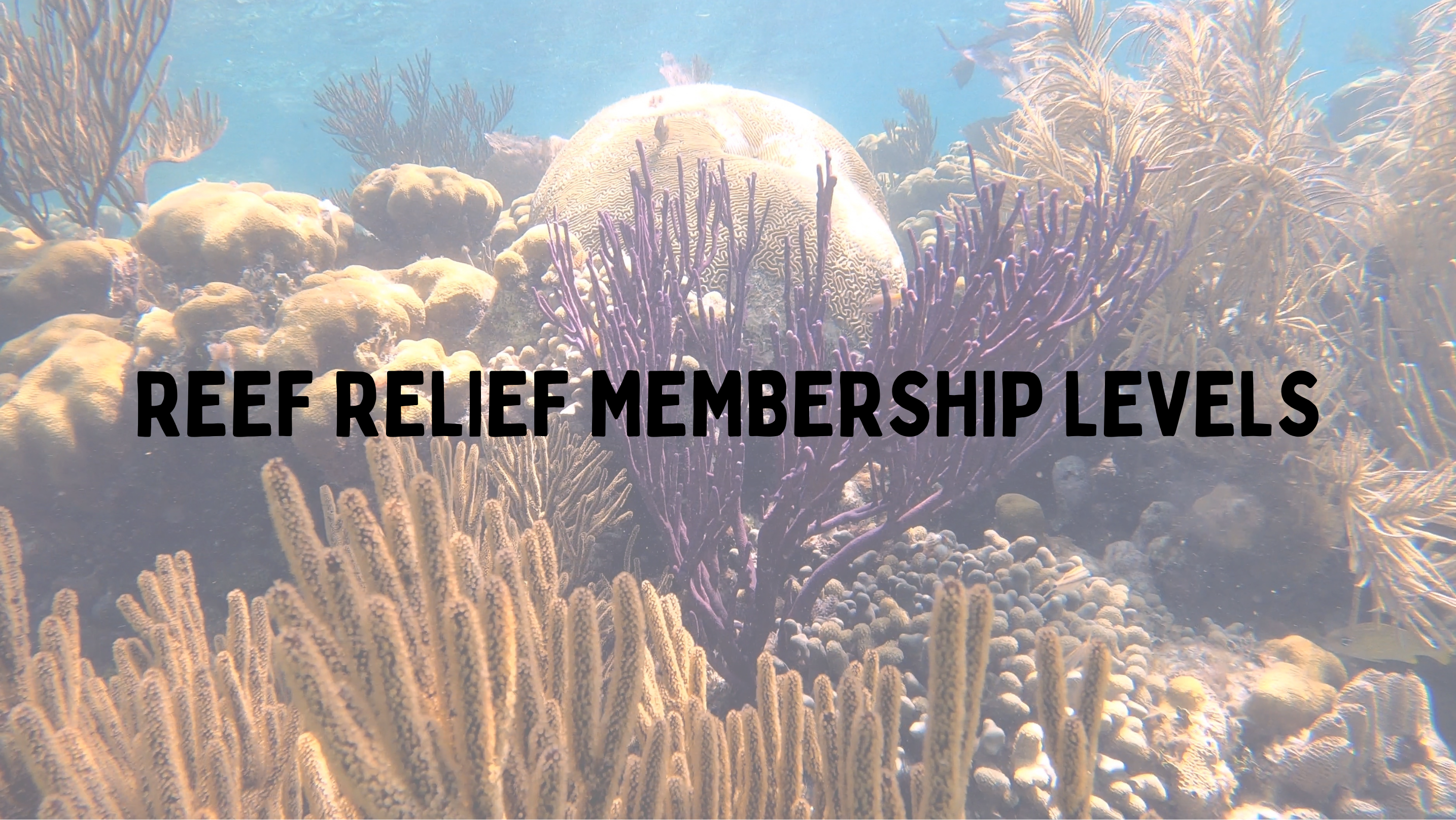 | Reef Relief